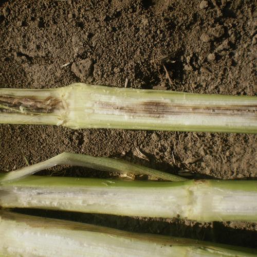 Corn stalk rot  © Bayer CropScience_C.jpg