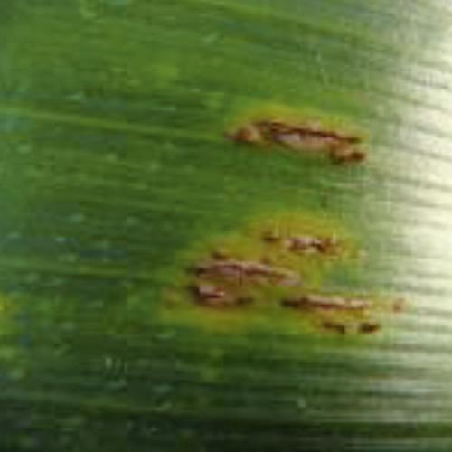 Puccinia sorghi01.jpg