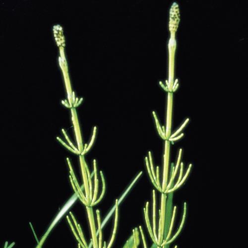 Sumpf-Schachtelhalm_II.jpg