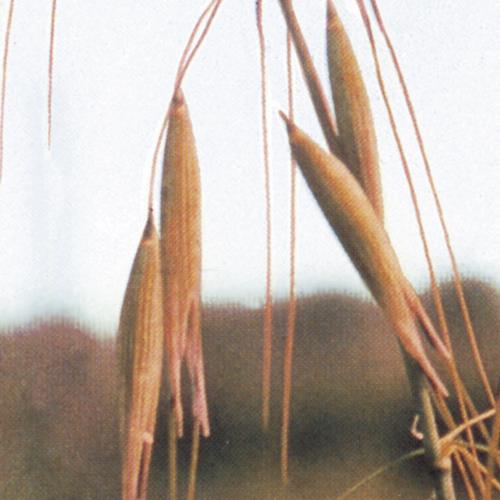 Tauber_Hafer_II.jpg
