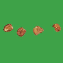 Acker-Hornkraut_I.jpg