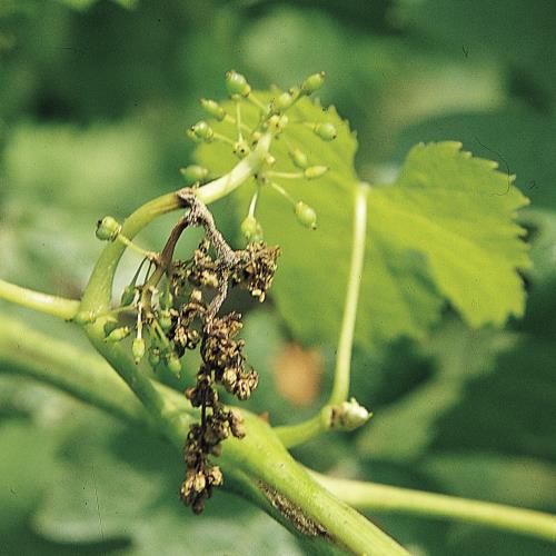 Botrytis_IIb.jpg