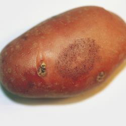 Silberschorf_2.jpg