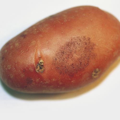 Silberschorf_2.jpg