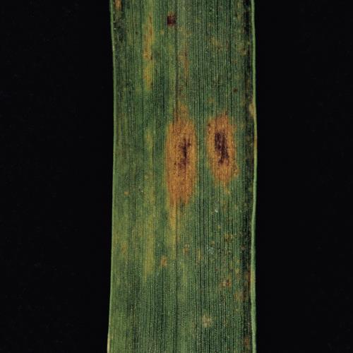 Septoria_Blattduerre_1.jpg