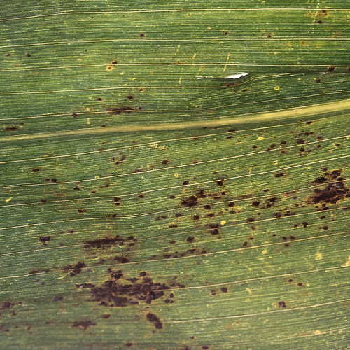 Puccinia sorghi02.png