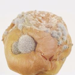 Botrytis_Faeule_II.jpg