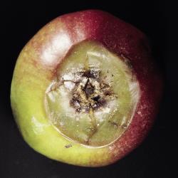 Nectria_Fruchtfaeule_Kelchfaeule_II.jpg