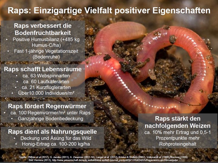 Raps Einzigartige Vielfalt positiver Eigenschaften.jpg