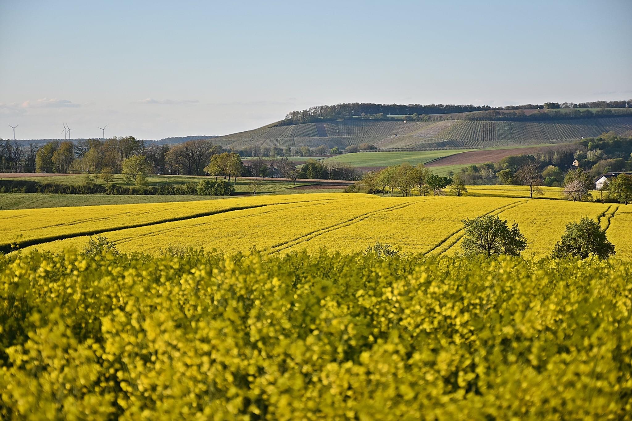 Rapsfeld_2021_4.JPG