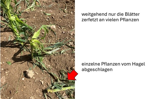 Hagelschäden am Mais.jpg