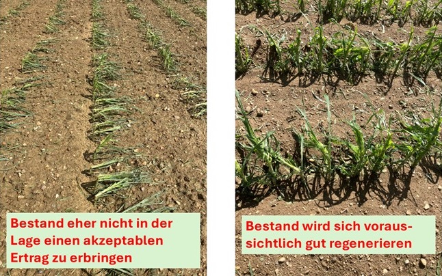 Hagelschäden am Mais_2.jpg