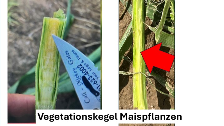 Vegetationpegel.jpg