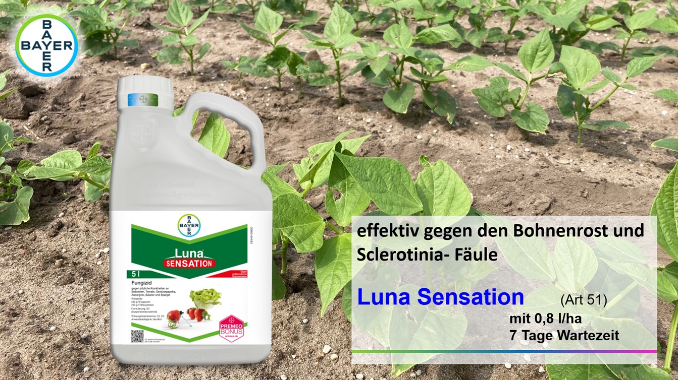 Luna Sen in Buschbohnen.jpg